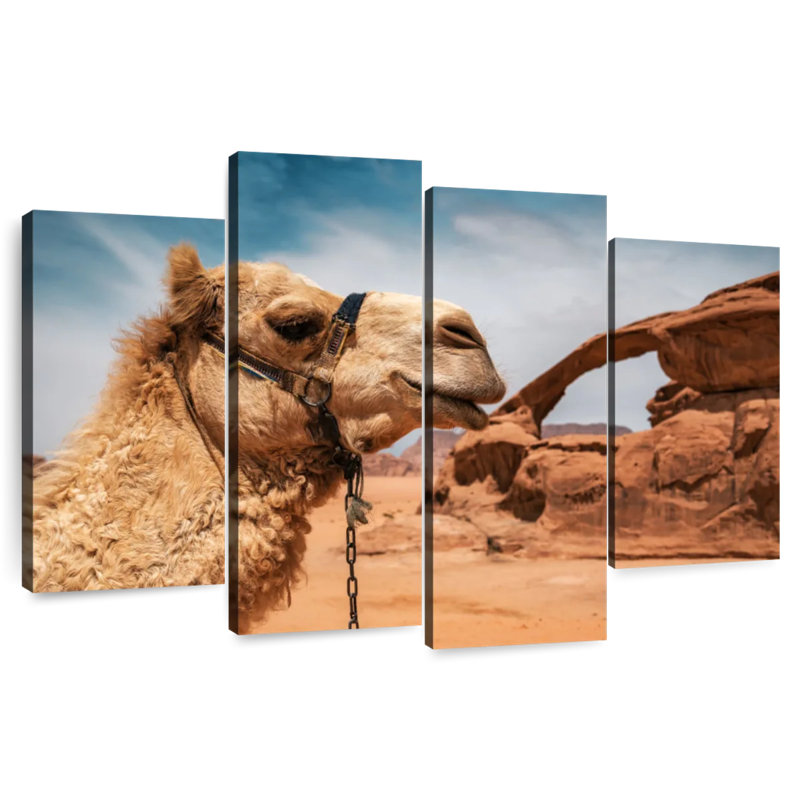 Chameau dans le désert du Wadi Rum, H 42 po x l 68 po