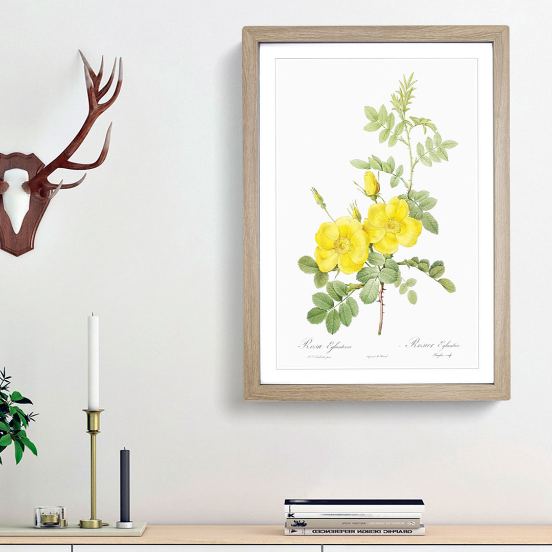 Sweetbriar Roses in Yellow by Pierre-Joseph Redoute - Framed Print