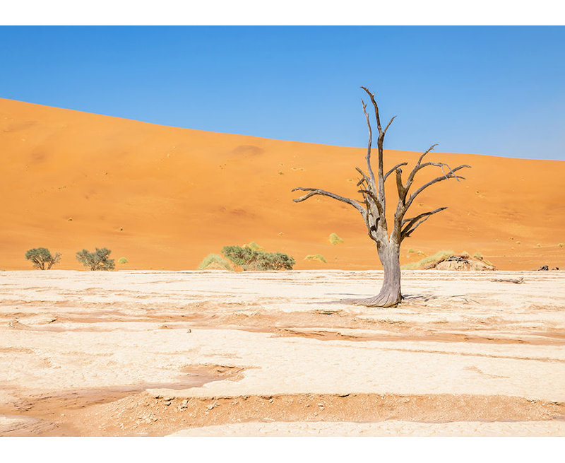 «Namibian Skeleton Trees X» par Richard Silver - photographie encadrée, Verre