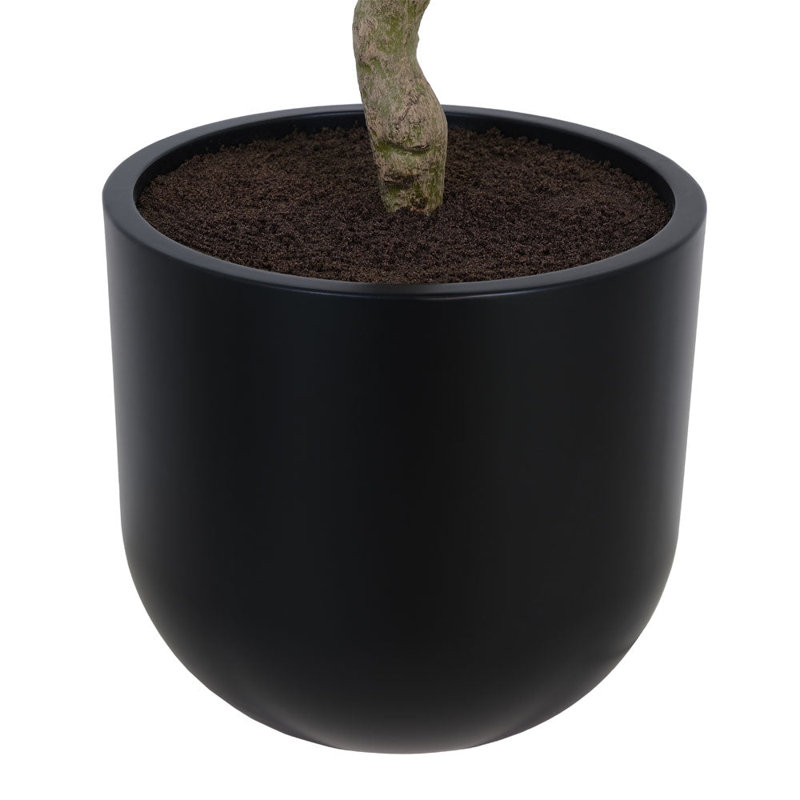 TREE LAUREL POT 7FT