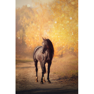 Black Arabian Horse by Ashva - Wrapped Canvas Print