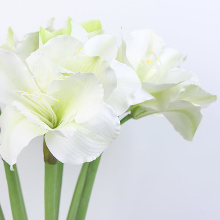 Tige orchidée clivia, 5 tiges, blanc