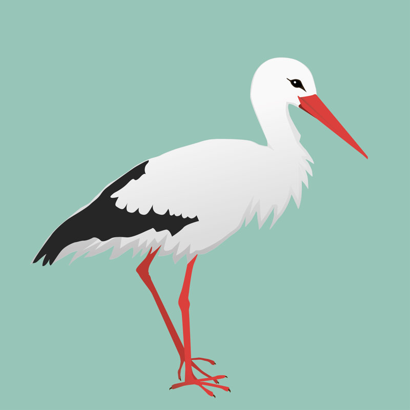 «An Illustration of a Stork» par Bwiselizzy, impression sur toile tendue, H 20 po x l 20 po