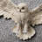 Snowy Owl Wall Art
