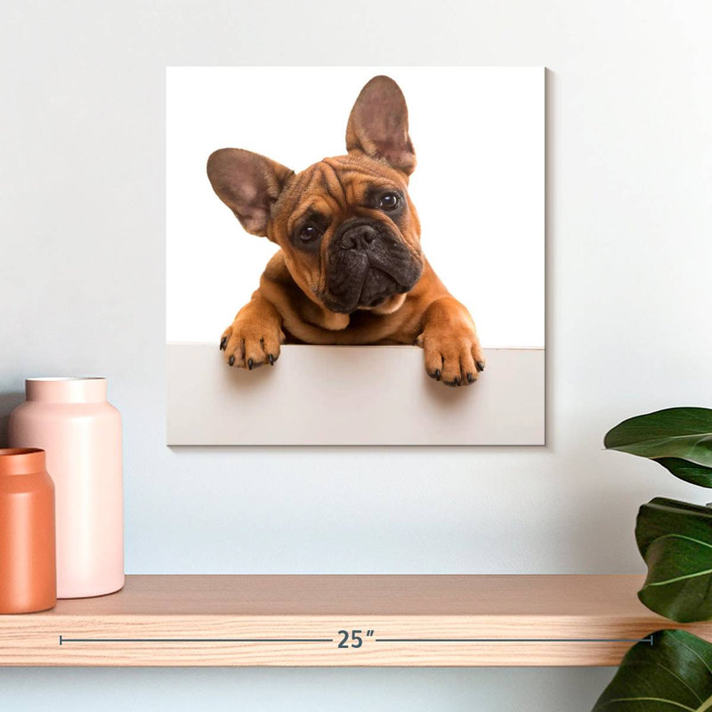 Bouledogue français Crowle Curious, H 16 po x l 16 po