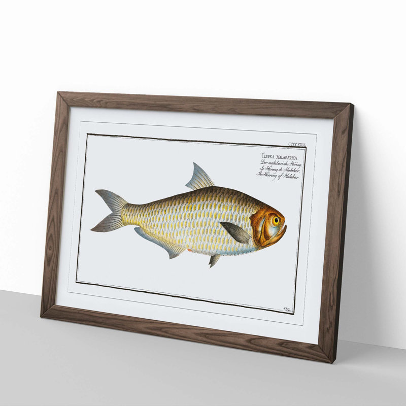 Herring Fish by M.E. Bloch - Picture Frame Painting Print, 27cm H x 36cm W x 2cm D, Walnut Framed