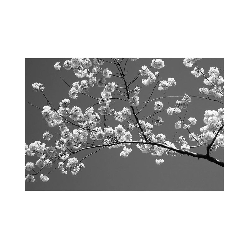 Cherry Blossoms Washington D.C. USA by Panoramic Images - Wrapped Canvas Print, 30.48 cm H x 45.72 cm W