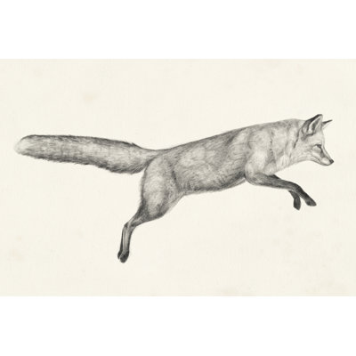 Flying Fox I - Drawing