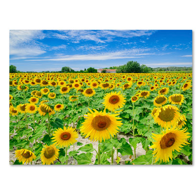 'Field of Yellow' Photographic Print on Wrapped Canvas