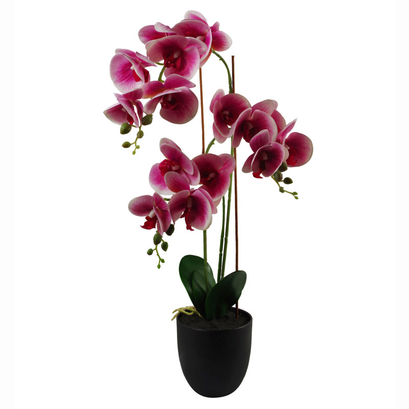 Anneus 70cm Plant