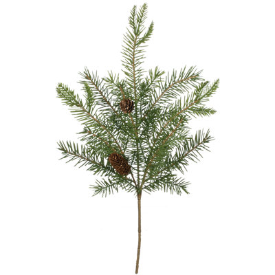 Plante de feuillage Leatham Douglas