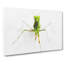 Praying Mantis - Wrapped Canvas-56640777