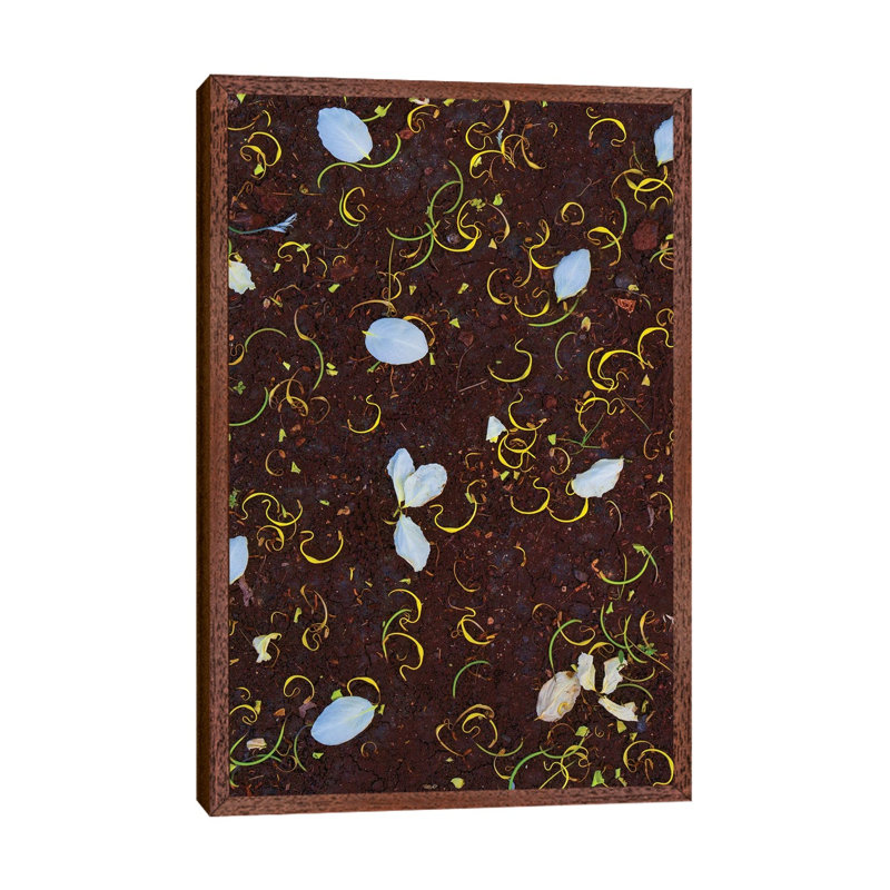 Shower Tree Blossoms II by Dennis Frates - Gallery-Wrapped Canvas Giclée on Canvas, 66.04 cm H x 45.72 cm W  x  4.445 cm D