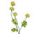 Yellow selected