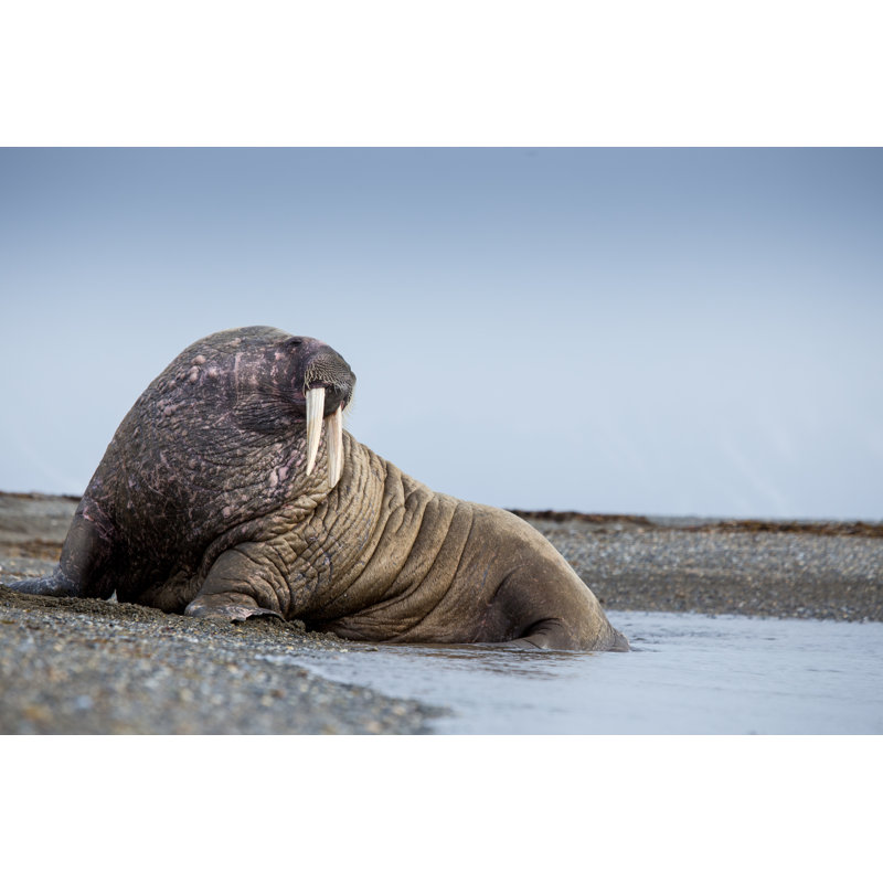 Walrus Lying On Beach by Mikeuk - Wrapped Canvas Print, 30cm H x 46cm W x 3.8cm D