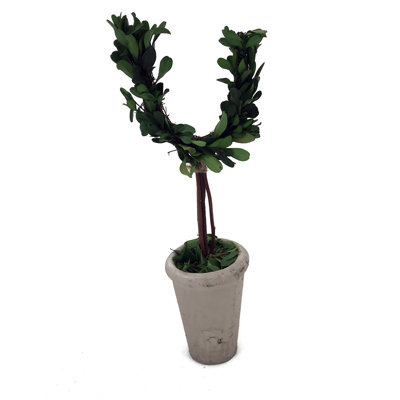 Karina 13 " H Faux Boxwood Tree