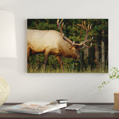 " Elk Grazing, North America " by Tim Fitzharris