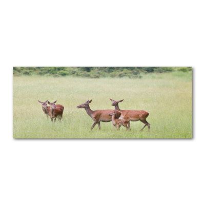 Roe With Young - Wrapped Canvas Print