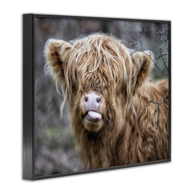 «Baby Highland Calf C best Lèche Lips Lips Country Farmland» par James Dobson - Photographie de cadre flottant sur toile