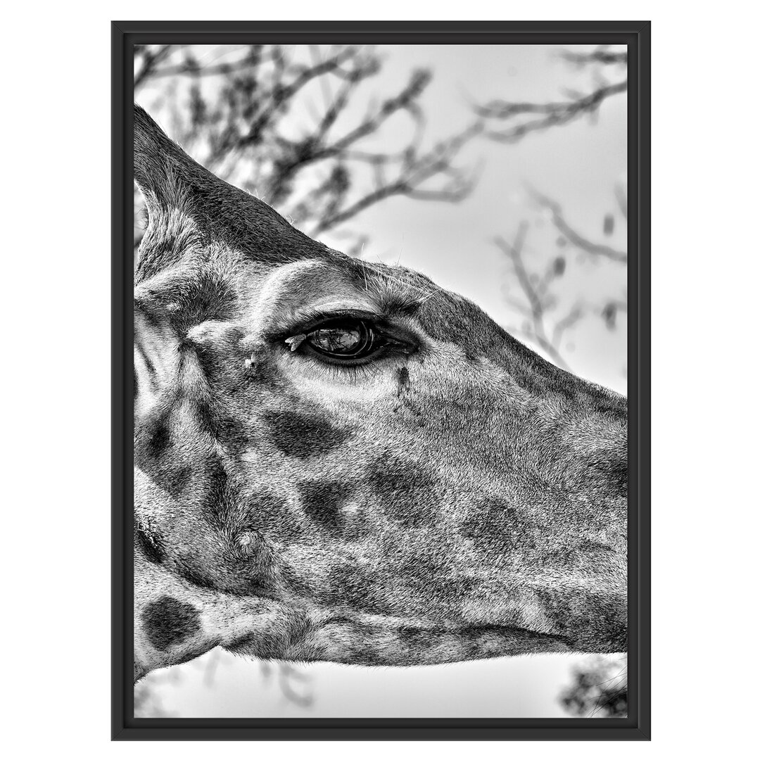 Gerahmtes Wandbild anmutige Giraffe isst