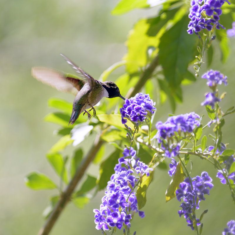 Colibri - photographie sur toile tendue, L 36 po x H 36 po