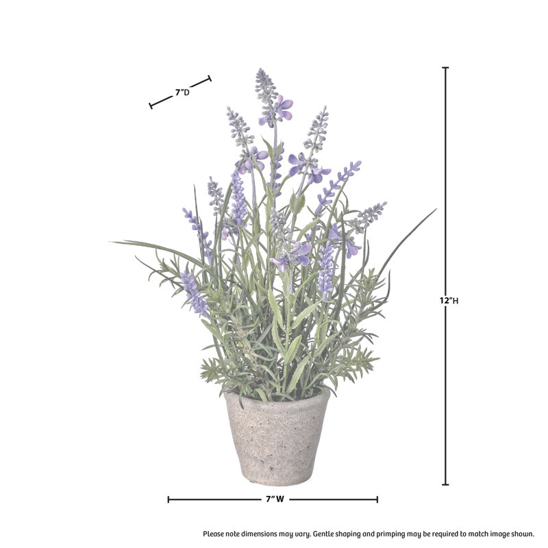 Lavender Arrangement in Pot