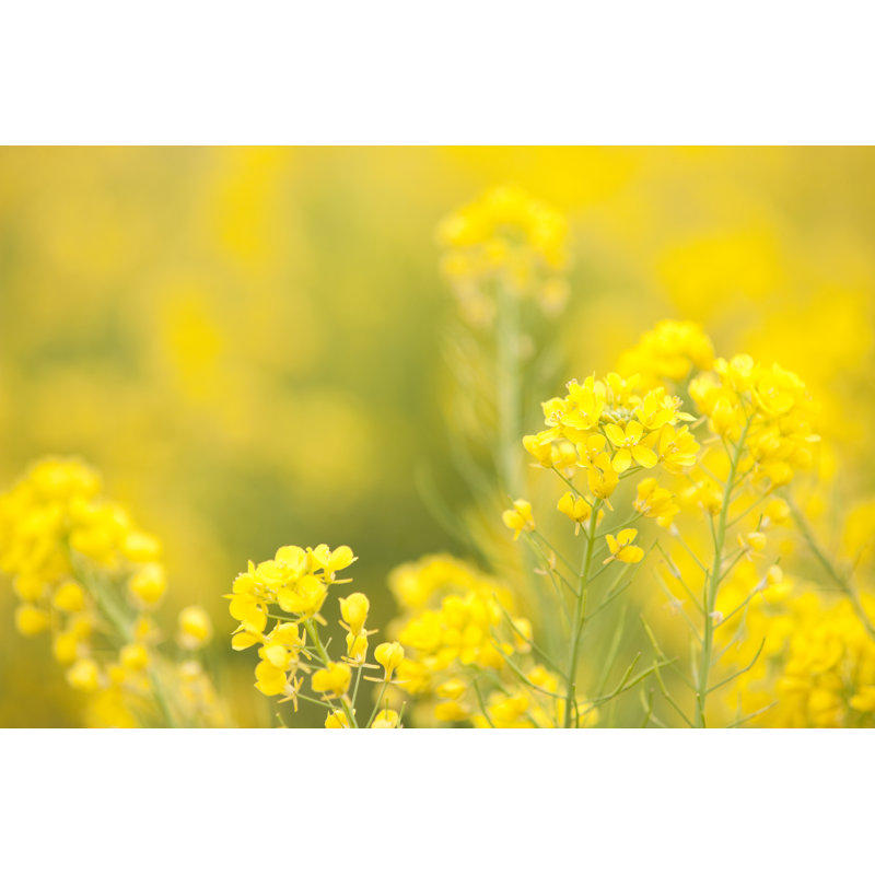Bright Rape Blossoms by Ooyoo, 24" H x 36" W