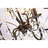 Wilkerson 5 - Light Antique Black Candle Style Classic / Traditional Chandelier