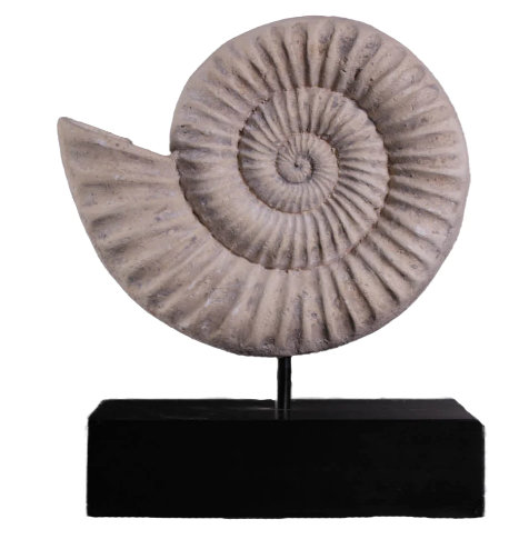 Statue en spirale de coquille fossile Algol