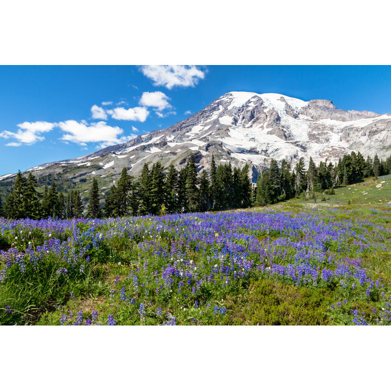 Thea Lupins au-dessous du mont Rainier, H 8 po x l 12 po