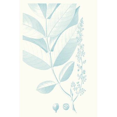 Botanical Study In Spa VI