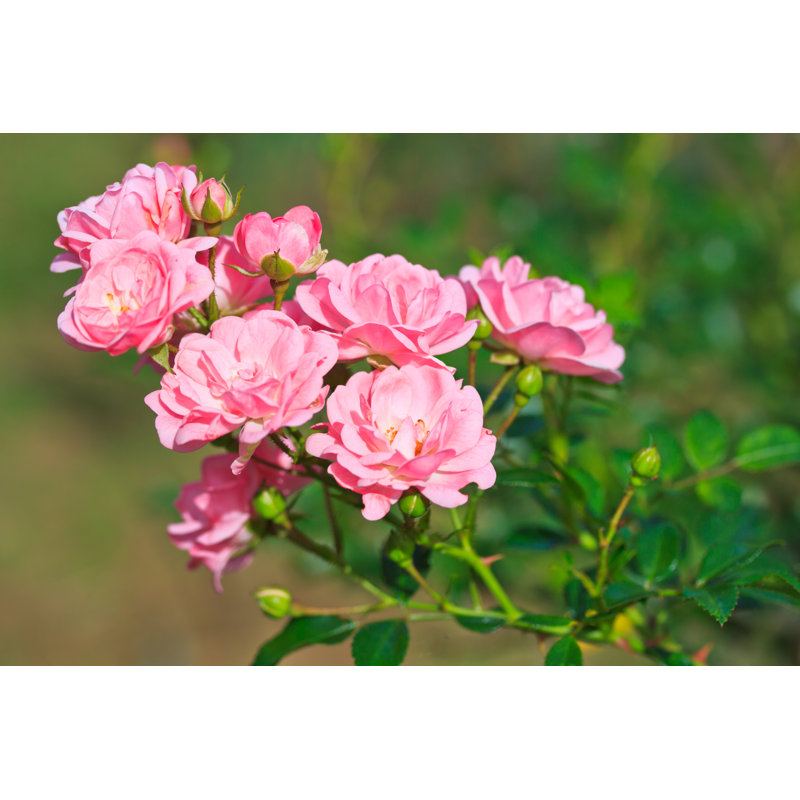 Deloit Pink Roses - Wrapped Canvas Print, 30cm H x 46cm W x 3.8cm D
