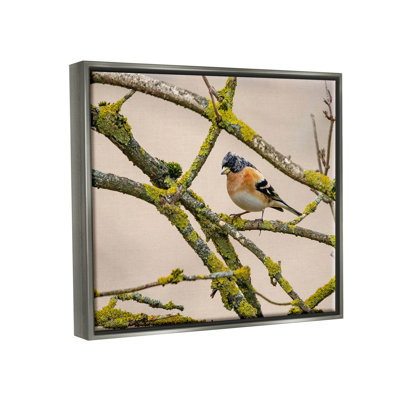 Oiseau orange, branche d'arbre moussu, estampe numérique par Lil 'Rue