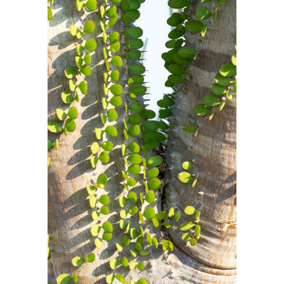 Afrique, Afrique, épinette, forêt, anosy, Madagascar, plantes Ocotillo avec leurs feuilles qui poussent directement de leur tronc