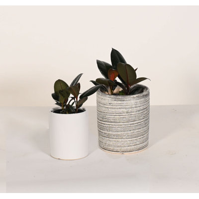 Upshining Live Foliage Plant in Ceramic Pot
