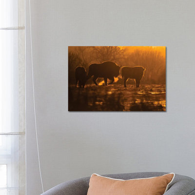 Bison by Mateusz Piesiak - Wrapped Canvas Print