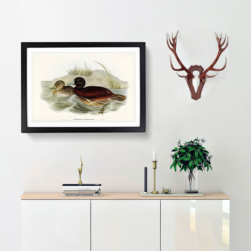 Blue Billed Duck by Elizabeth Gould - Picture Frame Painting Print, 36cm H x 48cm W x 2cm D, Black Framed