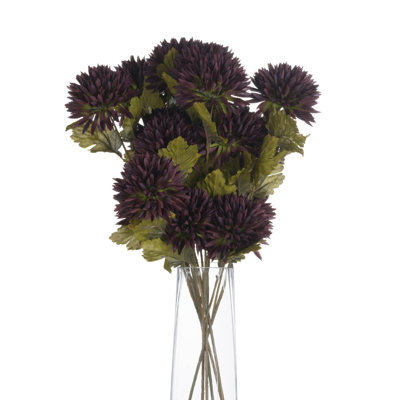Anastasija Arrangement