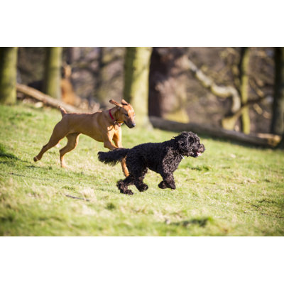 Dog Chasing And Playing by Waqas-Aftab - Wrapped Canvas Print