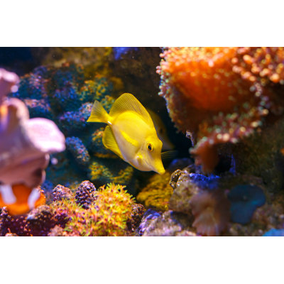 Zebrasoma Flavescens par Fgorgun
