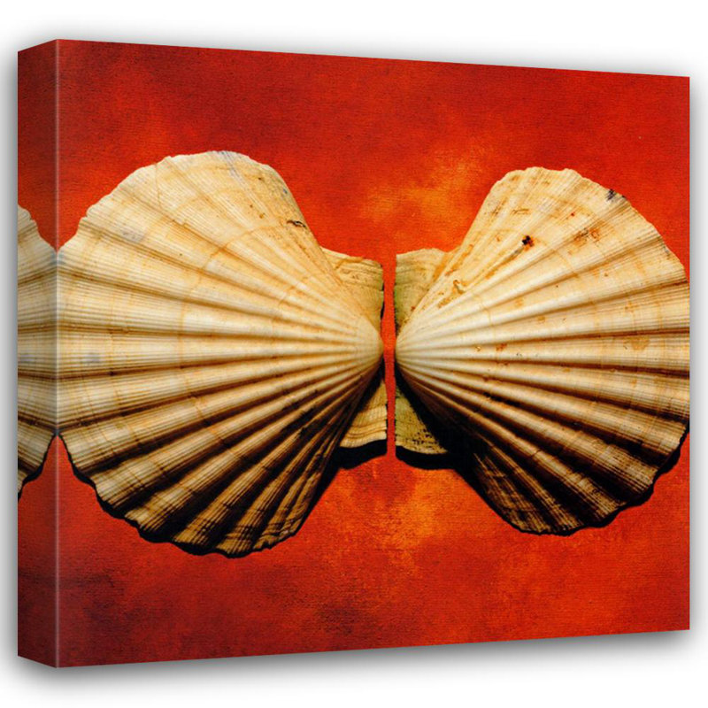 Coquillages, H 28 po x l 28 po