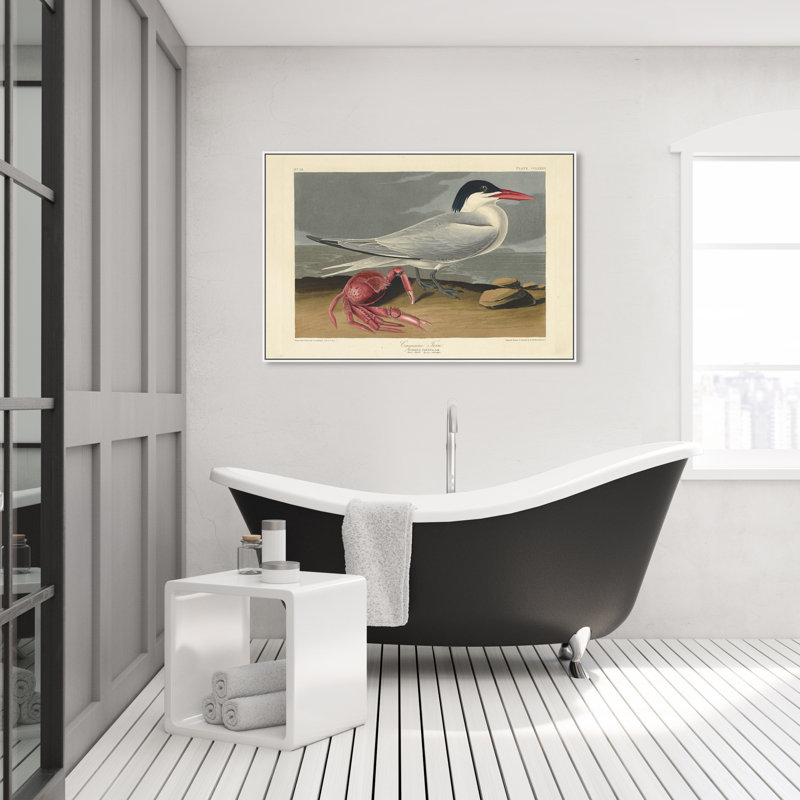Cayenne Tern par Robert Havell - Impression sur toile, Cadre blanc, H 45 po x l 30 po x P 1,5 po