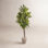 68'' Faux Dracaena Tree in Ceramic Planter