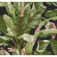 Wragby 27' x 27" Wallpaper Roll-2109537404