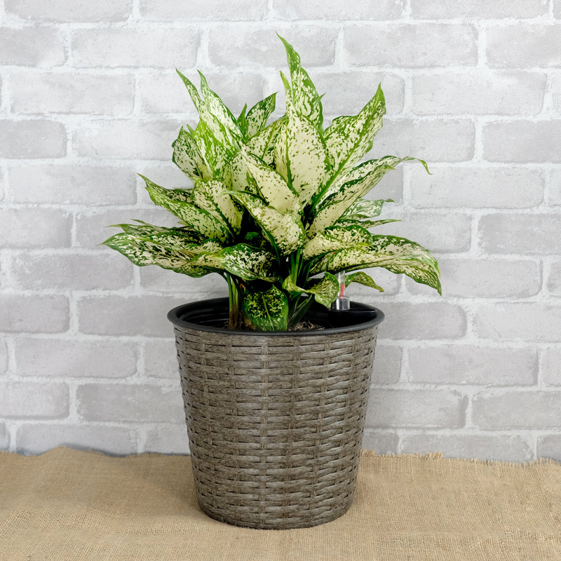 Self-Watering Decorative Planter - 10.2" Grey For Peaceful Areas Decor 10.2", Home & Garden, Gray