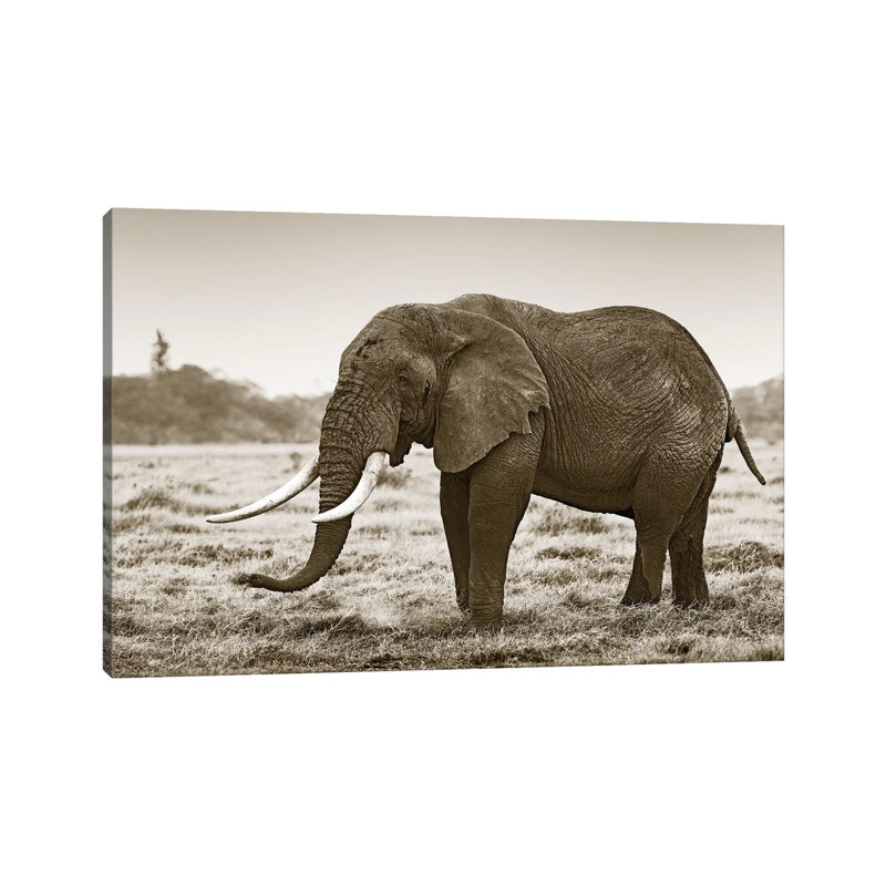 Resting Elephant by Klaus Tiedge - Wrapped Canvas Print, 20.32 cm H x 30.48 cm W
