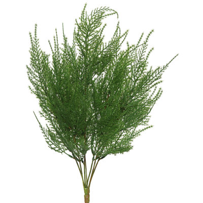 Plante à asperge verte