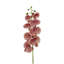 Fiori Orchid Arrangement