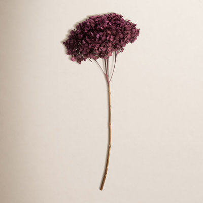 Preserved Hydrangea Stems