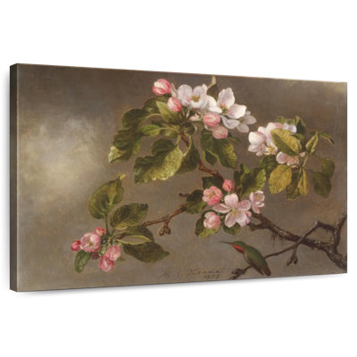 Colibri Harnek et fleurs de pommier